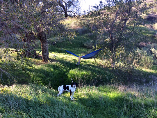 Bear-butt-hammock-dog-hiking.jpg